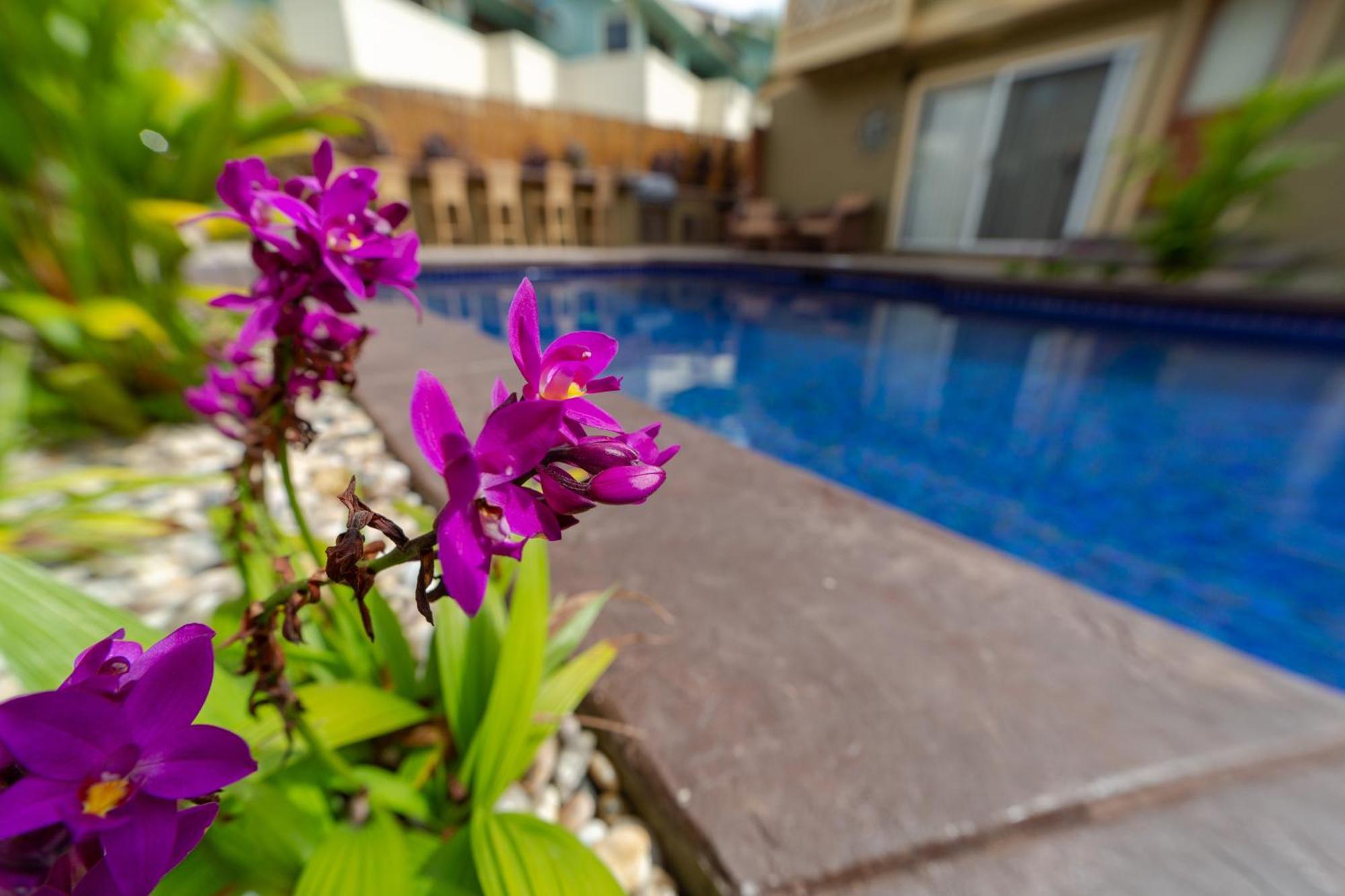 Plumeria Suite, 2-Bedrooms, Sleeps 6, Pool & Bbq, Pre-Renovation Summer Sale Kihei Dış mekan fotoğraf